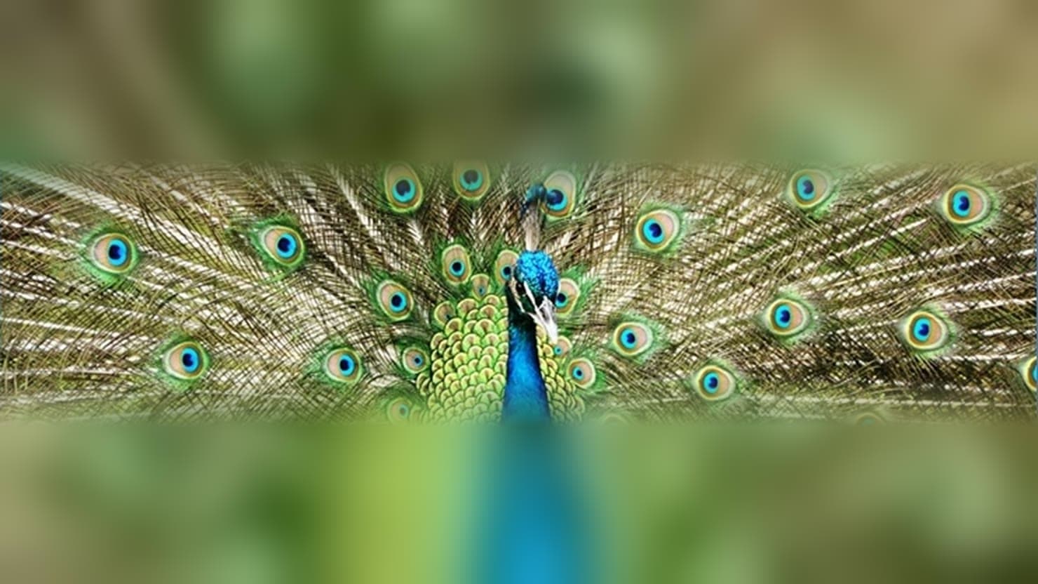 Pfau mit vollständig aufgefächertem Rad, Namensgeber und Vorbild für die fächerförmige Menüanordnung von Peacock Menus